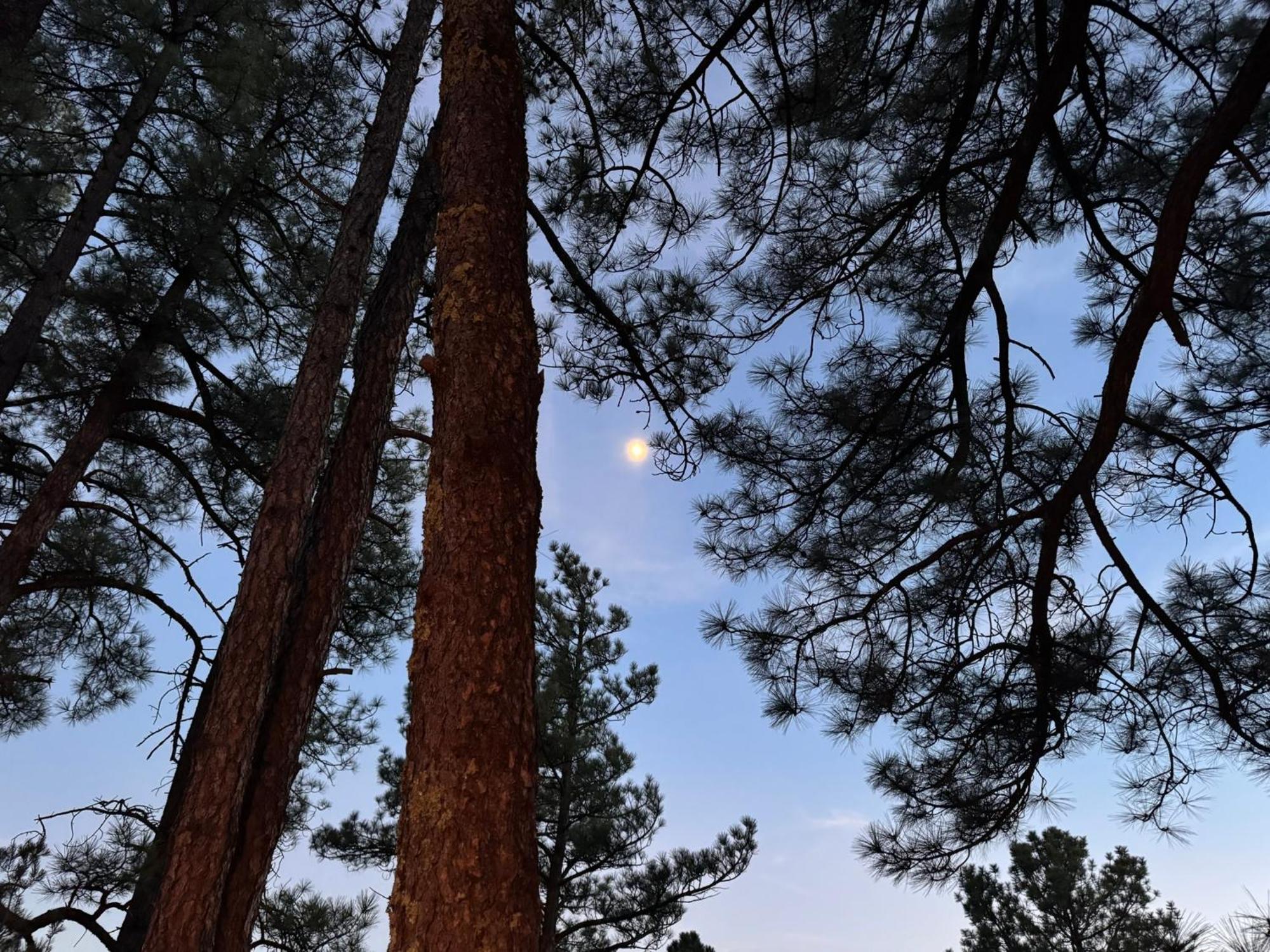 Gonzales Cozy Little Bear Ruidoso