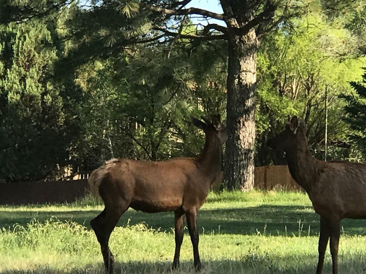 Gonzales Cozy Little Bear Cabin * Ruidoso